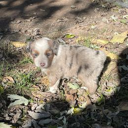 Merle boy - Blue merle male Toy Australian Shepherd puppy in Hillsboro, Illinois from Shoal Creek Puppies