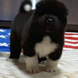 Akita Puppies from Magnolia Akitas