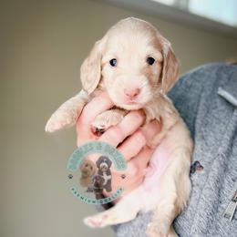 Amore - Cream male Dachshund puppy in Marion, Ohio from Doodles & Doxies