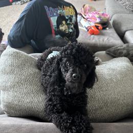 Poodle All Grown Up from Parti-Pawz