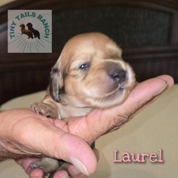 Laurel - Cream female Dachshund puppy in Luttrell, Tennessee from Tiny Tails Ranch