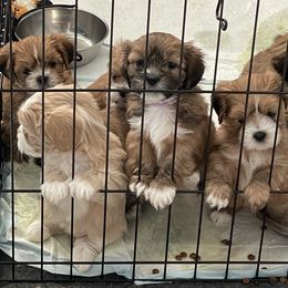 Lhasa Apso Puppies from Karen's Lhasa Apsos