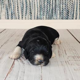 Olaf - Black male Goldendoodle puppy in Guthrie, Oklahoma from Edmond Doodles, LLC