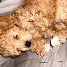 Malibu - Apricot male Maltipoo puppy in Weatherford, Texas from Aprishew Maltipoo