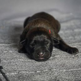 Belgian Malinois Puppies from Fromage Malinois