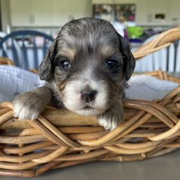Flynn - male Australian Mountain Doodle puppy in Jerome, Idaho from Tolman Acres