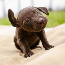 German Shorthaired Pointer Puppies from Spring River Kennel