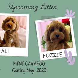 Cavapoo puppies from Diamond Companions