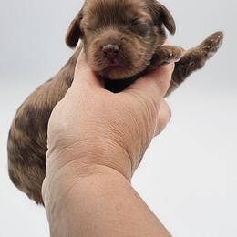 Dark Pink Female - Brown and white female Cockapoo puppy in Mocksville, North Carolina from Hunting Creek Farm & Kennel
