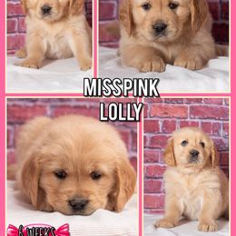 Girl Lolly-pop - Dark golden female Golden Retriever puppy in Driggs, Idaho from SK Golden Retrievers