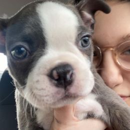 Boston Terrier Puppies from Karen Biscardi Kayros