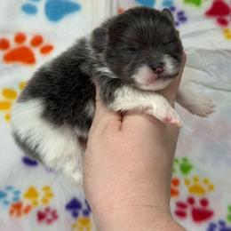 Ivy - Blue female Pomeranian puppy in Newark, Ohio from Keeperofstars Pomeranians