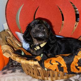 Cavalier King Charles Spaniel and Dachshund Puppies from Cavalier Companions CO.
