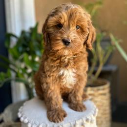 Mad Hatter - Caramel red male Australian Labradoodle puppy in Palmdale, California from Pixie Doodle Paws