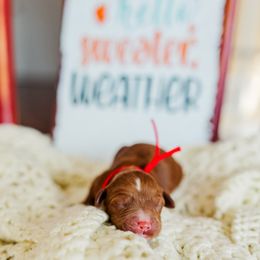 Socks - Apricot female Goldendoodle puppy in Ludington, Michigan from WestShoreDoodles