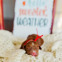 Socks - Apricot female Goldendoodle puppy in Ludington, Michigan from WestShoreDoodles
