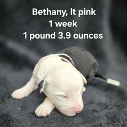 Bethany - Gray and white female Old English Sheepdog puppy in Sutherlin, Oregon from Sapphire Eyes Sheepdogs