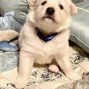 Connor - White American Eskimo Dog puppy in Westwego, Louisiana from Connie's American Eskimo Dogs and Mini Australian Shepherd Dogs