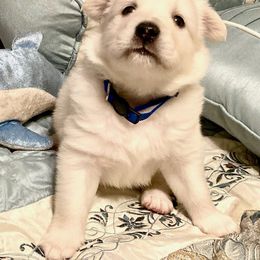 Connor - White American Eskimo Dog puppy in Westwego, Louisiana from Connie's American Eskimo Dogs and Mini Australian Shepherd Dogs