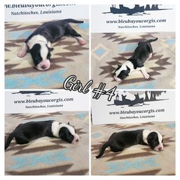 Girl 4 - Black and white female Cardigan Welsh Corgi puppy in Natchitoches. La, Louisiana from Bleu Bayou Corgis