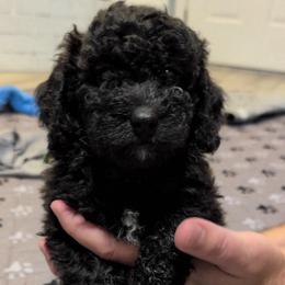 Birch - Black male Saint Berdoodle puppy in Garland, Texas from Brewer's Doodles and French Bulldogs
