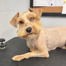 Honey - Miniature Schnauzer