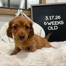 Jessie - Red female Dachshund puppy in Goodyear, Arizona from AZ Low Life Doxies