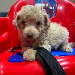 Wayne F1B - Cream male Aussiedoodle puppy in Oklahoma City, Oklahoma from Foneb Farm - The F1B Farm