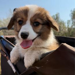 Cash - White and red male Pembroke Welsh Corgi puppy in Mc Cammon, Idaho from Sunny J Corgis and Mini Americans