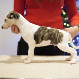 Ozzie - White and fawn brindle male Whippet puppy in Atlanta, Georgia from Sinaj