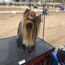 Maverick - Yorkshire Terrier