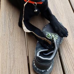 Labrador Retrievers from Mystic Mine Labradors