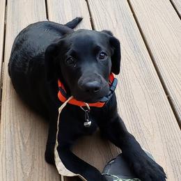 Labrador Retrievers from Mystic Mine Labradors