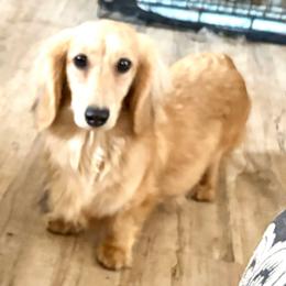 Pippa - Dachshund