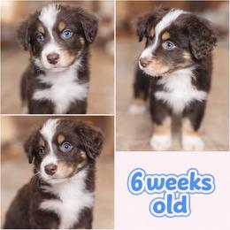 Cupid - Red tri-color male Australian Shepherd puppy in Lakeland, Florida from Aussies of Hope LLC
