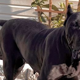 Cane Corso from Silver Summit Cane Corso