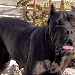 Cane Corso from Silver Summit Cane Corso