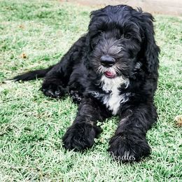 Labradoodle and Sheepadoodle Puppies from Mule Mountain Doodles