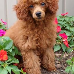 Mindy - Red  female Poodle puppy in Hurricane Mills, Tennessee from Scenic Hills Kennels