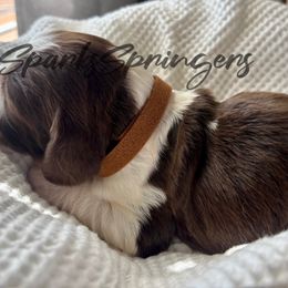 English Springer Spaniel Puppies from Sparks Springer Spaniels