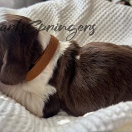 English Springer Spaniel Puppies from Sparks Springer Spaniels