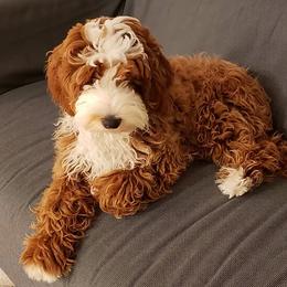 Australian Labradoodle Puppies from Cedar Creek Labradoodles