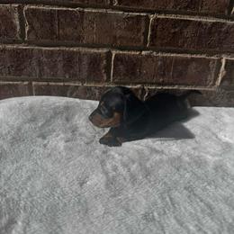 Purple Collar F - Dapple female Dachshund puppy in Odessa, Texas from K9 Royal Club