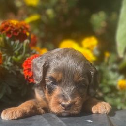 Mulan - Blue merle female Aussiedoodle puppy in Larimer County, Colorado from Puppy Love Doodles