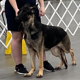 German Shepherds from Twin Tails GSDs