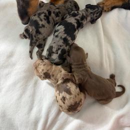 Chocolate and cream Dapple - Dapple male Dachshund puppy in South Willard, Utah from Doxies in the Sun