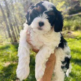 Girl 1 - Tri-color Cavapoo puppy in Natural Bridge, Virginia from Rockbridge Puppies