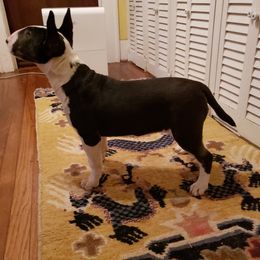 Bull Terrier and Staffordshire Bull Terrier Puppies from Terri Cournoyer