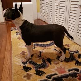 Bull Terrier and Staffordshire Bull Terrier Puppies from Terri Cournoyer