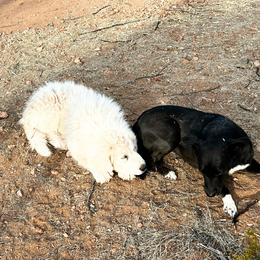 Great Pyrenees Puppies from Outlaw Acres Kennels